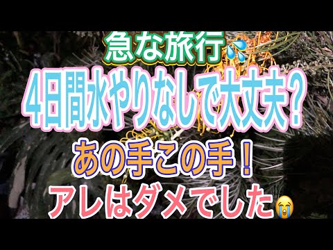 熱波の間、どの植物に優先的に水をやる必要がありますか?遅滞なく甘やかす種に焦点を当ててください！  庭園