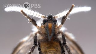 A Drain Fly’s Happy Place Is Down Your Pipes | Deep Look