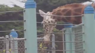 GIRAFFE sucking compilation
