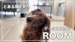 【ダックスフンドのいる暮らし】犬とのんびり過ごす休日