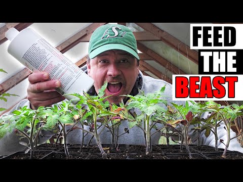 Solutions To Blossom End Rot In Tomatoes etc