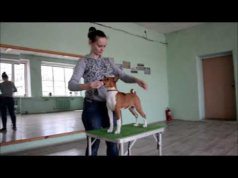 INTISARA’Z Dizzy Storm, 3 months