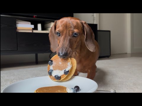 Mini dachshund celebrates Pancake Day! 🥞