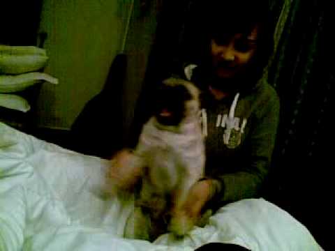 Grumpy - the dancing pug