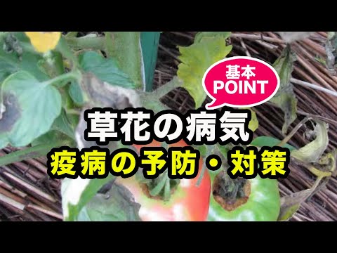 うどんこ病治療果樹重炭酸ナトリウム