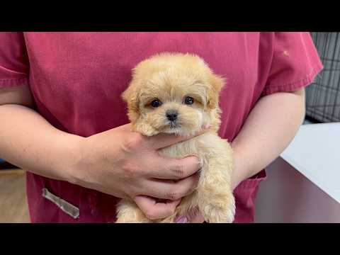 YouTube動画のサムネイル