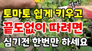 토마토 심을때 이것 해주면 주렁주렁 열려요 / 방울통마토 심는시기 / 주말농장