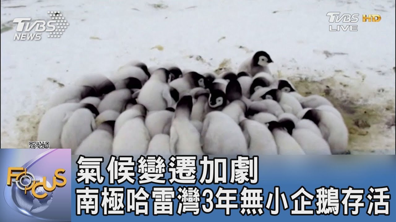 氣候變遷加劇 南極哈雷灣3年無小企鵝存活