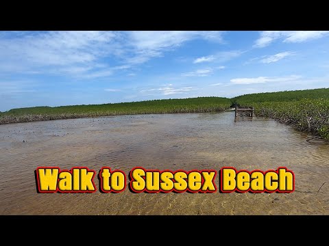 How to go Sussex Beach？ Beware of the crocodiles/ Beach Walk at Sierra Leone