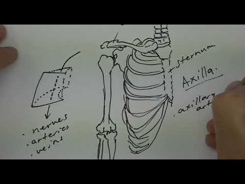 The Axilla explained