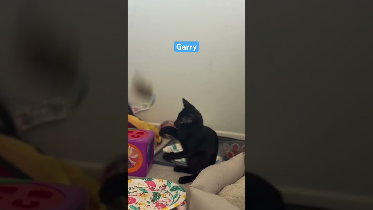 Enlarge Garry (formerly Mona Lisa), a Adoptable mixed breed in Gardena, CA video 3/4