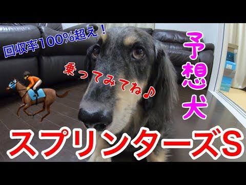 【競馬予想】犬が予想するスプリンターズステークス2019