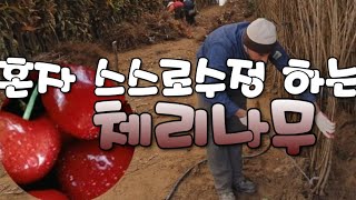 체리나무 (혼자서 수정하는) 작업모습 | 분양소식|특징
