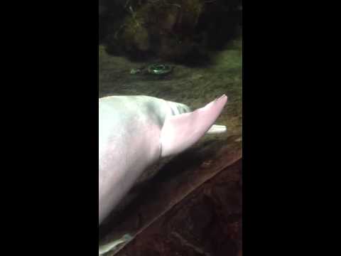 W pewnym Oceanarium...