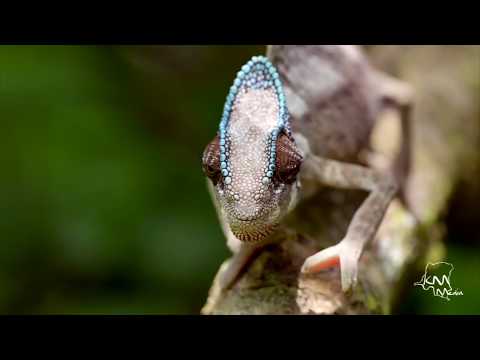 Democratic Republic of Congo - National Geographic