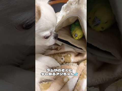 冬に鳥に与えてはいけない食べ物は何ですか？これら 7 つは絶対に避けるべきであり、命を奪う可能性があります。  庭園