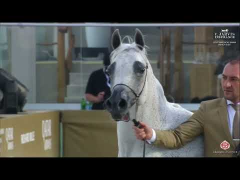 N 103 PERFINKA   GCAT Americas Miami Beach 2025   Senior Mares Section B Class 3B