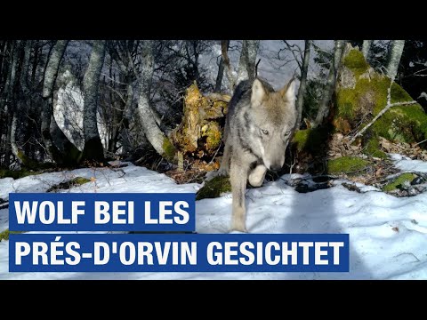 INFO: Wolf bei Les Prés-d'Orvin gesichtet / TeleBielingue