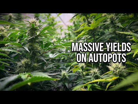 Autoflowers on Autopots | Why This Setup Crushes My Old Results