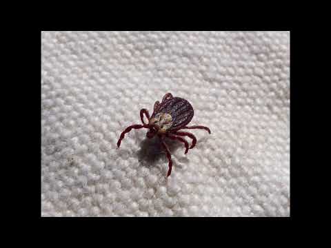 Milben im Hühnerstall, das hilft sicher!