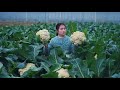 A Vegetable Whose Ball Flower Tastes Better Than Leave