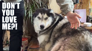 Sad Husky Thinks No One Loves Him!