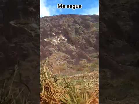 Fox na estrada indo para turvolândia Minas Gerais