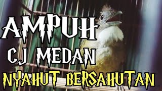 Download lagu Pancingan bikin emosi Cucak Jenggot Medan dijamin nyahut bersahutan mp3