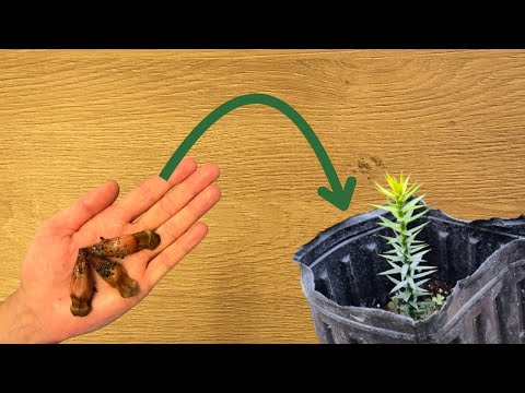 How to Germinate Araucaria Araucana (Monkey Puzzle Tree) Seeds: Step-by-Step Guide for highest rate