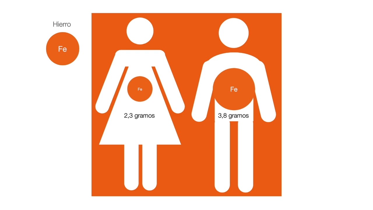 Nutrientes más allá de la absorción - Agua y hierro