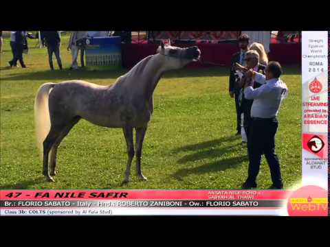 Rome 2014 - Class 3b