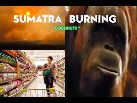 Sumatra Burning: How our insatiable appetite for palm oil is turning our skies black (VIDEO) | Coconuts