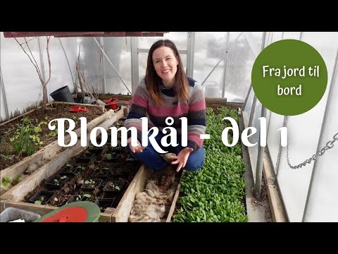 Blomkål fra jord til bord  | Del 1 - SÅ