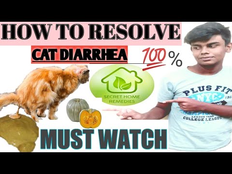 cat and kitten diarrhea home remedy with solution #Persaincat