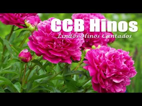 CCB Hinos Cantados   247, 240, 356, 102, 454, 255, 343, 210, 401, 226, 23, 334, 14, 105, 61, 101