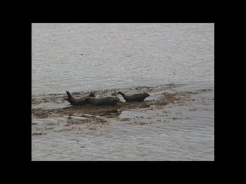 13 Aug 1996 · Official video of today's ride - 2021 Full Remaster.  Clips are short because the charger was broken at Raasay
