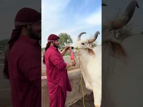 mashallah Qurbani Janwar Mashallah Coming Soon Inshallah 💓❤️ #trustonallah #cow #cow #qurbanvlogs