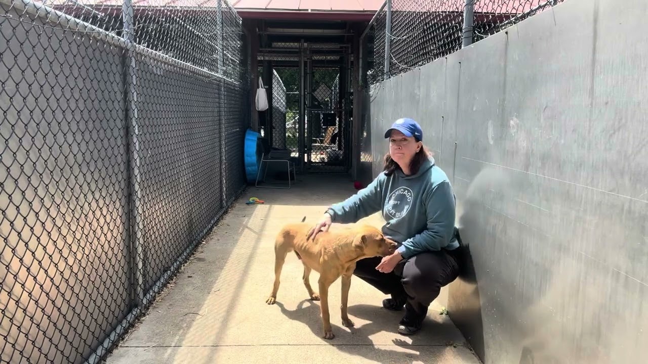 Fletcher, a ADOPTABLE Pit Bull Terrier in Chicago, IL video 5/5