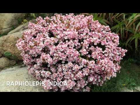 Raphiolepis indica. Garden Center online Costa Brava - Girona.
