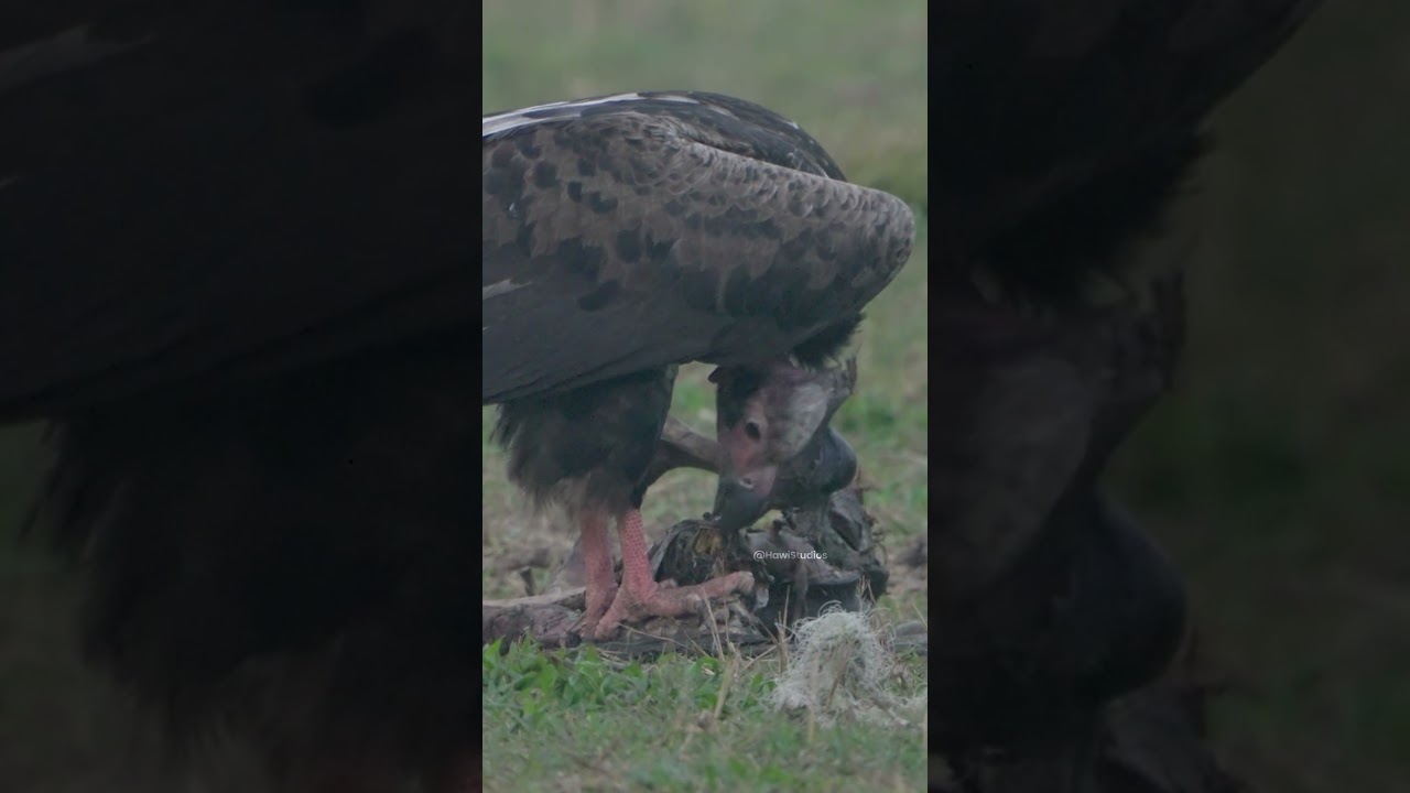 Lappet-Faced Vulture Feeding Mechanics and Biology