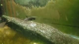 New Mystery Catfish Feeds In Beast Mode