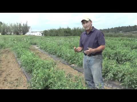 How to grow tomatoes differences between bush and vining