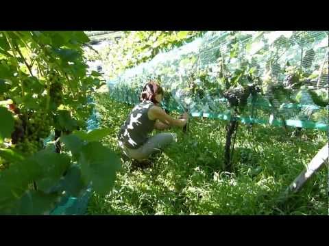 , title : 'Montage eines Vogelabwehr Schutz für Weintrauben im Weinberg'
