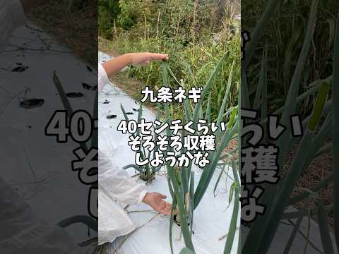 植物に対する牛乳の利点