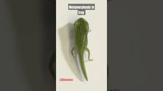Metamorphosis in frog #metamorphosis #tadpole #frog #neet