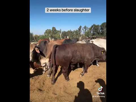 Two weeks before slaughter