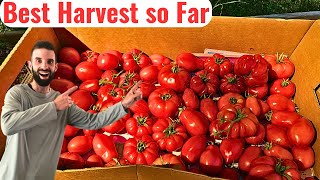 Join Me as I Harvest 5 Different Types of Tomatoes