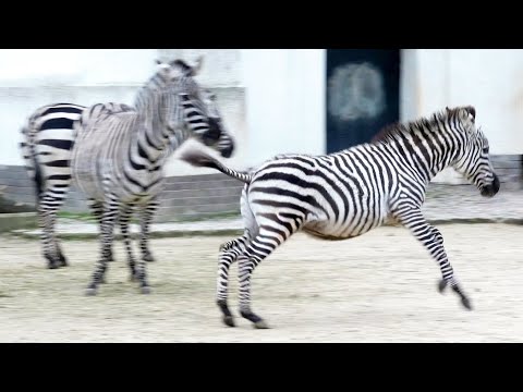 Zebras beim Balgen und Rennen  Galloping Zebras