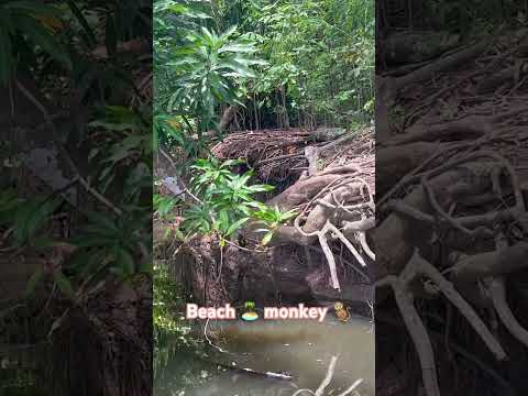 Monkey playing near the beach🏝️in Punta Leona Puntarenas, Costa Rica😍🐒🌺