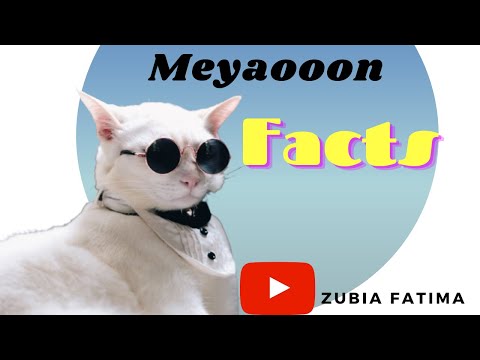 Cat facts | Amazing facts about cats | Funny cats